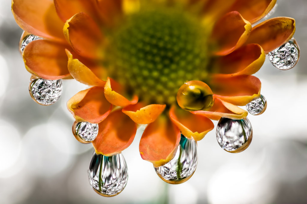 Drops & Flowers Gocce e Fiori Riflessi by Mario Nicorelli con Nikon D300s macro fotografia