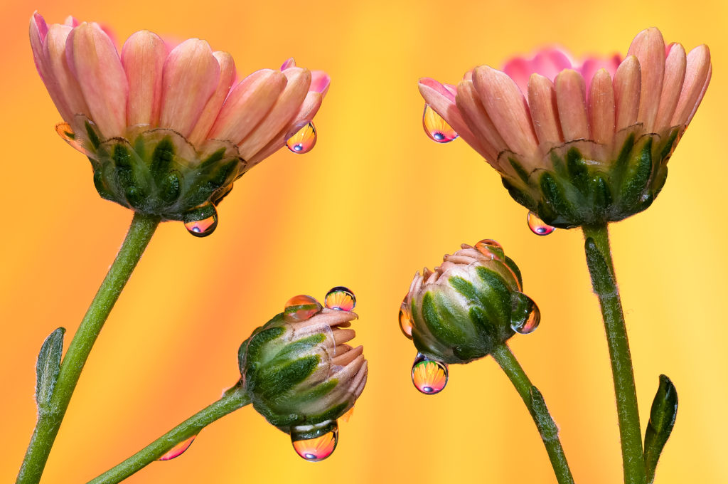 Drops & Flowers Gocce e Fiori Riflessi by Mario Nicorelli con Nikon D300s macro fotografia