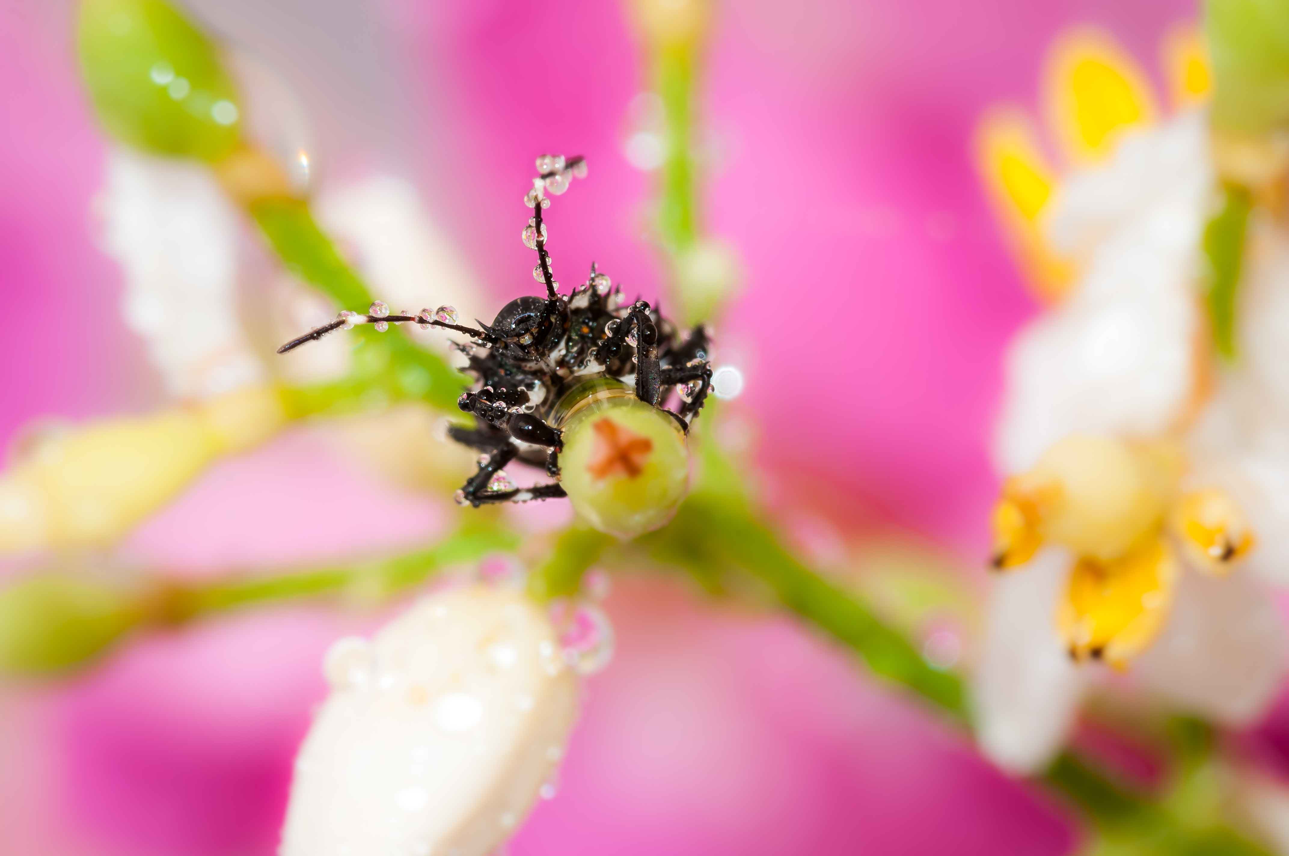 Sviluppo degli insetti a metamorfosi incompleta > Macrofotografia
