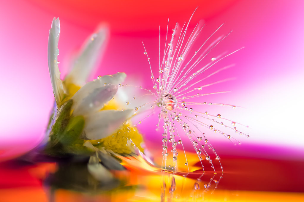 Drops e Flowers Gocce e Fiori Riflessi by Mario Nicorelli con Nikon D300s macro fotografia